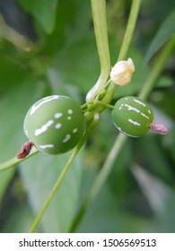 shivling laciniosa medicinal bryonia globose