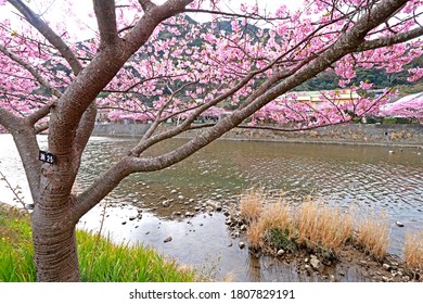 SHIZUOKA-JAPAN-FEBRUARY 19 : Kawazu Cherry Bloom Festival in spring at Shizuoka Town, February 19, 2019, Shizuoka Province, Japan
