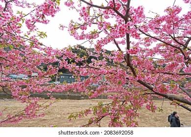 SHIZUOKA-JAPAN-FEBRUARY 22 : The Cherry Blossom Bloom In The Spring Of Local Town. February 22, 2019, Shizuoka Province, Japan.