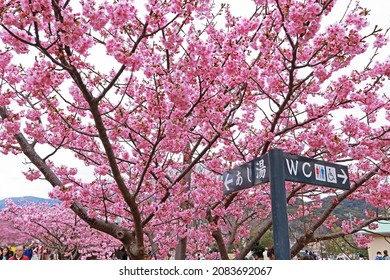 SHIZUOKA-JAPAN-FEBRUARY 22 : The Cherry Blossom Bloom In The Spring Of Local Town. February 22, 2019, Shizuoka Province, Japan.