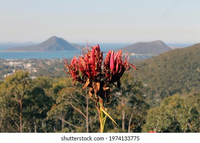 Shoal Bay Australia, In Bloom