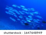 Shoal of Bigeye trevally fish (Caranx sexfasciatus) underwater in tropical waters of the indian ocean 