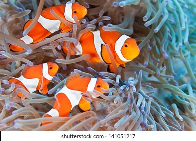 Shoal of clownfish