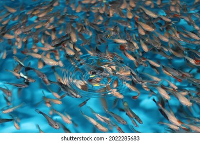 Shoal of colorful Guppies (Poecilia reticulata) swimming in a blue fish tank in a ornamental fish farming facility located in Chile