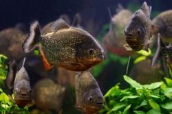Shoal Of Dangerous Red-bellied Piranha, Adult Ornamental Fish Species With Sharp Teeths From Amazon River Basin In Nature Planted Aquascape, Popular Enduring Species For Experienced Aquarium Hobbyist