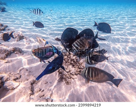Shoal of differend kinds of the fish -  sailfin tang or Desjardin's sailfin tang, Hipposcarus longiceps, Rhinecanthus assasi fish, Birdmouth wrasse