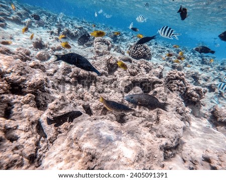 Shoal of differend kinds of the fish -  sailfin tang or Desjardin's sailfin tang, Hipposcarus longiceps or Longnose Parrotfish, Rhinecanthus assasi fish or Picasso trigger, Birdmouth wrasse