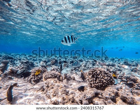 Shoal of differend kinds of the fish -  sailfin tang or Desjardin's sailfin tang, Hipposcarus longiceps or Longnose Parrotfish, Rhinecanthus assasi fish or Picasso trigger, Birdmouth wrasse and other 