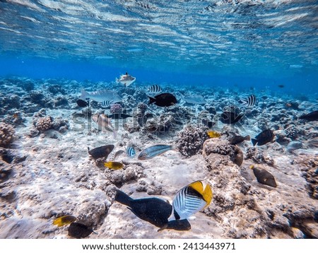 Shoal of differend kinds of the fish -  sailfin tang or Desjardin's sailfin tang, Hipposcarus longiceps or Longnose Parrotfish, Rhinecanthus assasi fish or Picasso trigger, Birdmouth wrasse. 