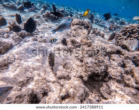 Shoal of differend kinds of the fish -  sailfin tang or Desjardin's sailfin tang, Hipposcarus longiceps or Longnose Parrotfish, Rhinecanthus assasi fish, Birdmouth wrasse and othes