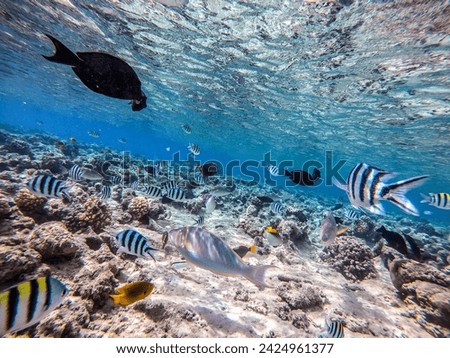 Shoal of differend kinds of the fish -  sailfin tang or Desjardin's sailfin tang, Hipposcarus longiceps or Longnose Parrotfish,  and other tropical fish underwater at the coral reef. 