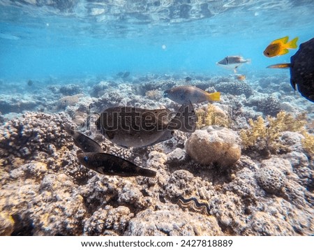 Shoal of differend kinds of the fish -  sailfin tang or Desjardin's sailfin tang, Hipposcarus longiceps or Longnose Parrotfish, Rhinecanthus assasi fish at the coral reef. Underwater life of reef 