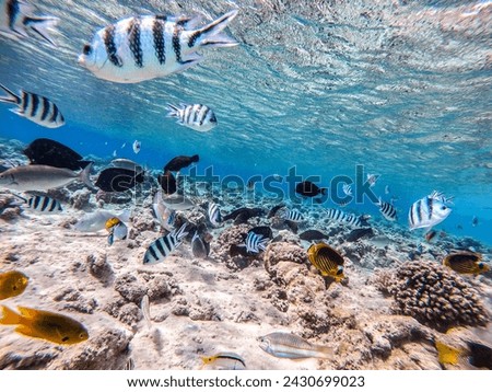 Shoal of differend kinds of the fish -  sailfin tang or Desjardin's sailfin tang, Hipposcarus longiceps or Longnose Parrotfish, Rhinecanthus assasi fish or Picasso trigger, Birdmouth wrasse