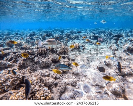 Shoal of differend kinds of the fish -  sailfin tang or Desjardin's sailfin tang, Hipposcarus longiceps or Longnose Parrotfish, Rhinecanthus assasi fish or Picasso trigger, Birdmouth wrasse. 