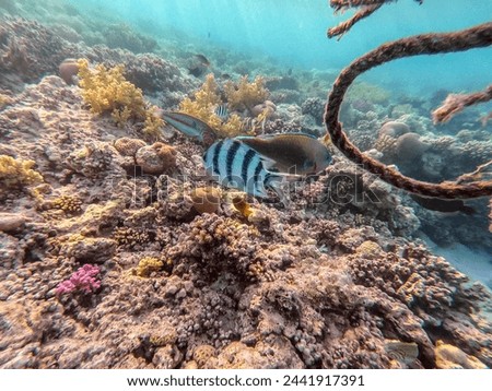 Shoal of differend kinds of the fish -  sailfin tang or Desjardin's sailfin tang, Hipposcarus longiceps or Longnose Parrotfish, Rhinecanthus assasi fish or Picasso trigger, Birdmouth wrasse.