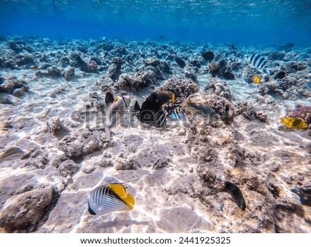 Shoal of differend kinds of the fish -  sailfin tang or Desjardin's sailfin tang, Hipposcarus longiceps or Longnose Parrotfish, Rhinecanthus assasi fish or Picasso trigger, Birdmouth wrasse,
