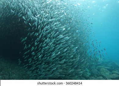 Shoal of fish