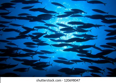 Shoal of fish in the blue water of the ocean