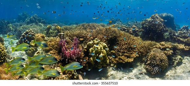 Shoal of fish on the coral reef - panorama 