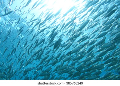 Shoal Of Fish Underwater