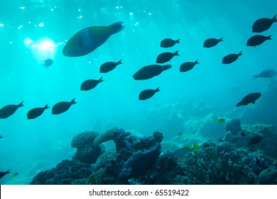 Shoal of fishes migrate in sea - blue water - Underwater shot. Red Sea, Sinai.