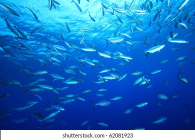 Shoal Of Fusilier Fish On Blue Background