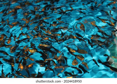 A Shoal Of Gold Dust Molly Fishes (Poecilia Sphenops) Swimming And Feeding At The Surface In A Blue Fish Tank 