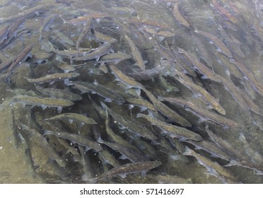 Shoal Of Grey Salmon Fish. Kamchatka, Kurile Lake, Russia 