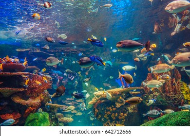 Marine Habitat High Res Stock Images Shutterstock