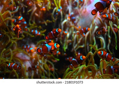 A shoal of nemo fish among the ocean flora
