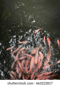 808 Fish Swarm Under Water Images, Stock Photos & Vectors | Shutterstock