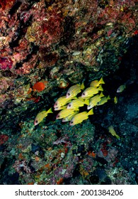 Shoal - School Of Bluestripe Snapper (Lutjanus Kasmira) - Bluebanded, Sea Perch, Fourline, Moonlighter, Or Blue Line Snappers. Common Tropical Aquatic Marine Animals Environment Of Indo Pacific Ocean.