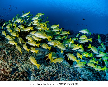 Shoal - School Of Bluestripe Snapper (Lutjanus Kasmira) - Bluebanded, Sea Perch, Fourline, Moonlighter, Or Blue Line Snappers. Common Tropical Aquatic Marine Animals Environment Of Indo Pacific Ocean.