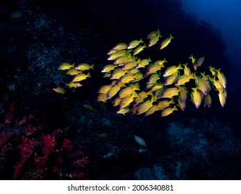 Shoal - School Of Bluestripe Snapper (Lutjanus Kasmira) - Bluebanded, Sea Perch, Fourline, Moonlighter, Or Blue Line Snappers. Common Tropical Aquatic Marine Animals Environment Of Indo Pacific Ocean.