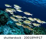 Shoal - School of Goldspot seabream (Gnathodentex aureolineatus) or Striped Large Eye Bream, Emperor fish. Common Tropical Coral Reef Fihses - Aquatic Marine Animals Environment of Indo Pacific Ocean.