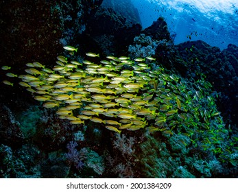 Shoal - School Of Yellow Bigeye Snapper (Lutjanus Lutjanus) Or Seaperch, Red Sea Lined, Golden Striped, Rosy, Simply Snappers. Common Tropical Aquatic Marine Animals Environment Of Indo Pacific Ocean.