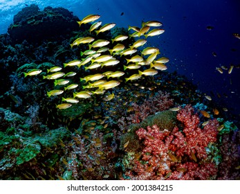 Shoal - School Of Yellow Bigeye Snapper (Lutjanus Lutjanus) Or Seaperch, Red Sea Lined, Golden Striped, Rosy, Simply Snappers. Common Tropical Aquatic Marine Animals Environment Of Indo Pacific Ocean.