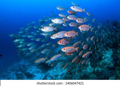 A shoal of schooling red silver big eye fish in a dense formation in the clear blue water on a scuba dive in Raja Ampat, Indonesia ... diving holidays at its best