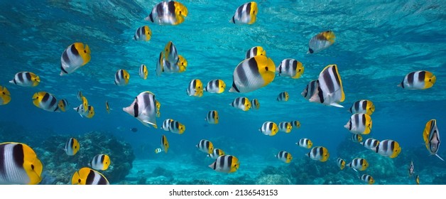 Shoal of tropical fish underwater in the ocean (Pacific double-saddle butterflyfish), French Polynesia