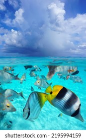 Shoal Of Tropical Fish Underwater And Sky With Cloud, Seascape From Sea Surface, Split Level View Over And Under Water, Pacific Ocean