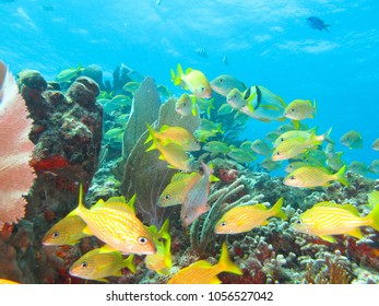 cancun mexico fish