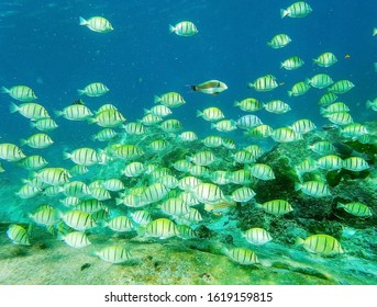 Shoal Of Yellow Snapper Fish In Blue Water Over Red Corals