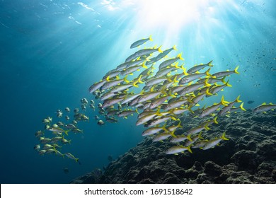 Shoal Of Yellow And White Fish