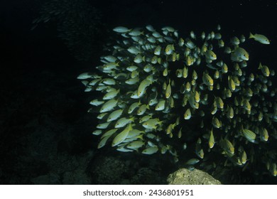 Shoals of yellow-hued fish turn at our presence at the bottom of the ocea