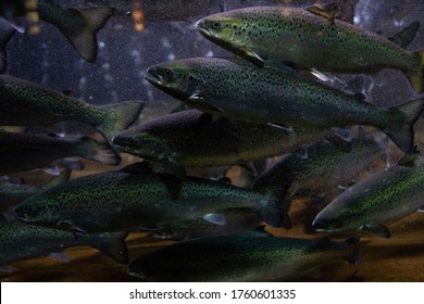 Shoal/school Of Norwegian Salmon At Bergen Aquarium