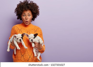Shocked African American female seller of dogs, holds two tender calm small puppies with black and white colour, stands against violet background with blank space for your promotional content