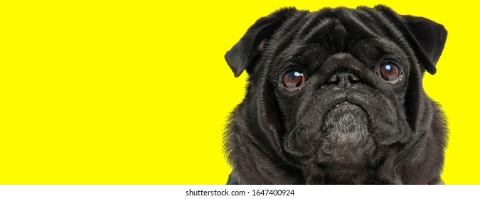 Shocked Black Pug Looking Funny On Stock Photo 1647400924 | Shutterstock