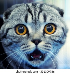 Shocked Cat