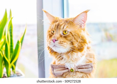 Shocked Cat Wearing Butterfly Tie And Waiting For His Bride, Wedding Concept, Nervous Groom Using For Wallpaper