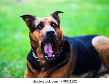 Shocked Dog On Green Background,